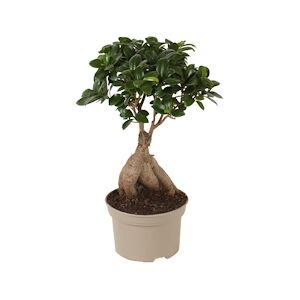 Plant in a Box Bonsaï - Ficus microcarpa Ginseng Hauteur 30-40cm