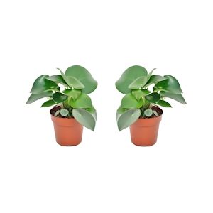 Plant in a Box Peperomia Raindrop - Polybotrya Set de 2 Hauteur 20-30cm