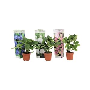 Plant in a Box Hortensia - Hydrangea macrophylla Mélange de 3 Hauteur 25-40cm