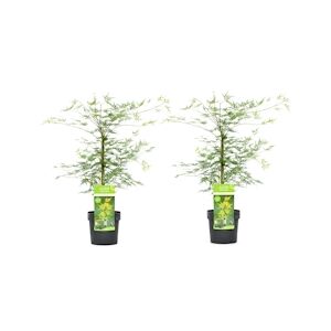 Plant in a Box Érable du Japon - Acer palmatum Emerald Lace Set de 2 Hauteur 60-70cm