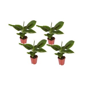 Plant in a Box Bananaier - Musa Oriental Dwarf Set de 4 Hauteur 25-40