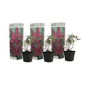 Plant in a Box Buddleia - Buddleja davidii Pink Delight Set de 3 Hauteur 25-40cm
