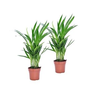 Plant in a Box Areca Palme - Dypsis Lutescens Set de 2 Hauteur 30-45cm