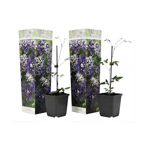 Plant in a Box Clématite - Clematis Taiga Set de 2 Hauteur 25-40cm