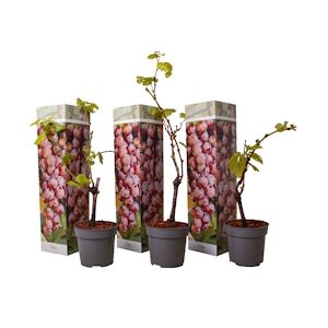 Plant in a Box Plants de Raisin- Vitis vinifera pinot gris Set de 3 Hauteur 25-40cm