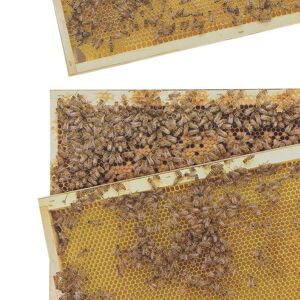 Apiculture.net - Matériel apicole français Kit pédagogique photos pour cadres Dadant corps et hausse