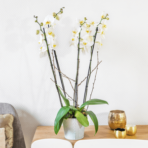 Interflora Bianca : orchidée phalaenopsis blanche à quatre branches