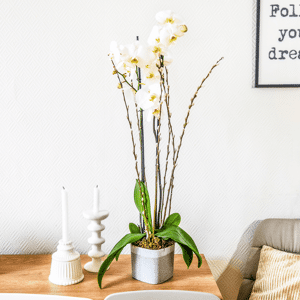Interflora Nacre : orchidée blanche à deux branches de 70 cm