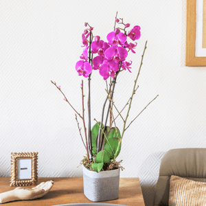 Orchidée phalaenopsis fuchsia à deux branches - Livraison en 4H