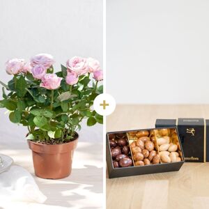 Rosier et ses chocolats Livraison de fleurs Interflora