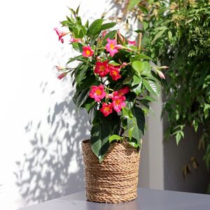 Dipladenia - Interflora - Collection Plantes fleuries