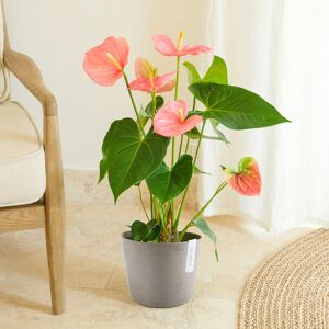 Anthurium - Interflora - Livraison plantes fleuries d'interieur