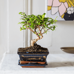 Bonsai Carmona - Interflora - Livraison plantes vertes d'interieur