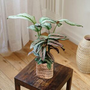 Calathea majestica Whitestar - Interflora - Livraison plantes vertes d'interieur