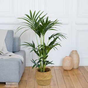 Kentia - Interflora - Livraison plantes vertes d'interieur