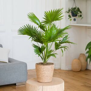 Palmier Livistona - Interflora - Livraison plantes vertes d'interieur