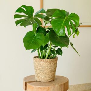 Monstera Deliciosa - Interflora - Livraison plantes vertes d'interieur