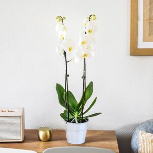 Orchidée blanche et son cache pot - Interflora - Livraison