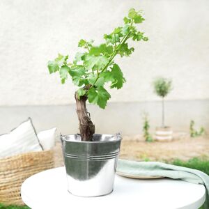 Cep de vigne et son cache pot - Interflora - Livraison de fleurs