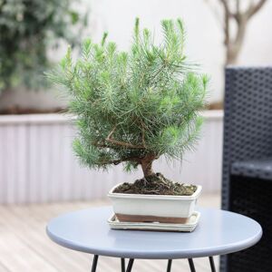 Bonsaï Pinus Tree - Interflora - Livraison plantes vertes d'exterieur