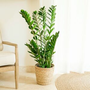 Zamioculcas et son cache-pot - Interflora - Livraison plantes vertes d'interieur