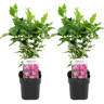 FloraStore Hibiscus Syriacus -'Woodbridge'- Lot de 2 - Pot 17cm - Hauteur 25-40cm