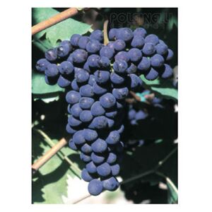 Polsinelli Barbatella Sangiovese (10 pezzi)