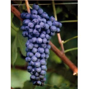 Polsinelli Barbatella Syrah (10 pezzi)