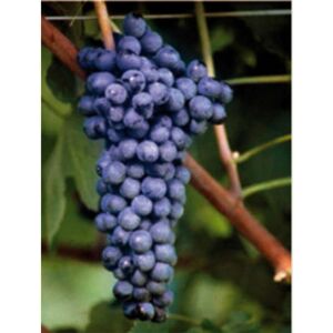 Polsinelli Barbatella Syrah (100 pezzi)