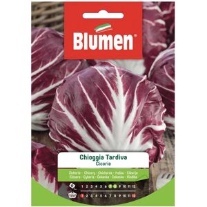 BLUMEN Seme per orto Cicoria Di Chioggia Tardiva