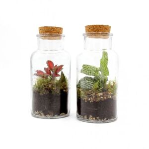 Leroy Merlin Pianta da interno TERRARIUM MINI V8