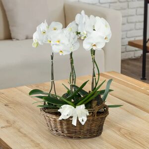 Interflora Cesto di orchidee