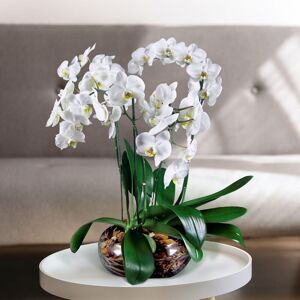 Interflora Preziosa orchidea