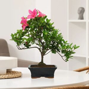 Interflora Azalea Bonsai