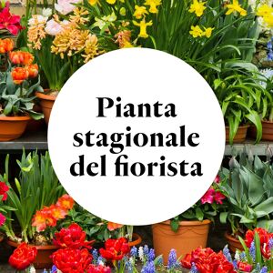 Interflora Pianta Stagionale del Fiorista