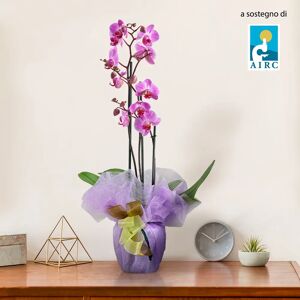 Interflora Orchidea rosa