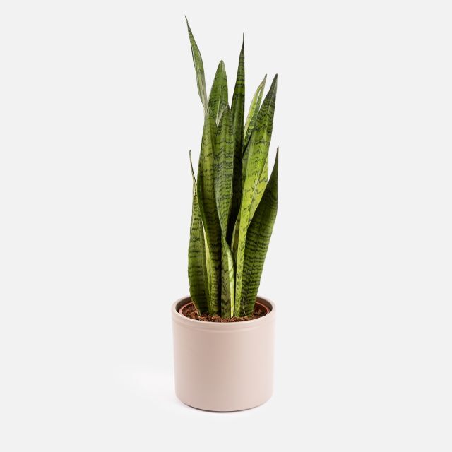 The Colvin Co Sansevieria Zeylanica Grande - Big Savannah -  - Piante a domicilio - Colvin