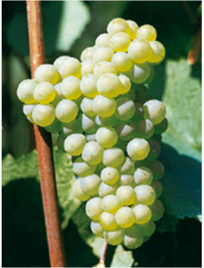 Polsinelli Barbatella Chardonnay (100 pezzi)