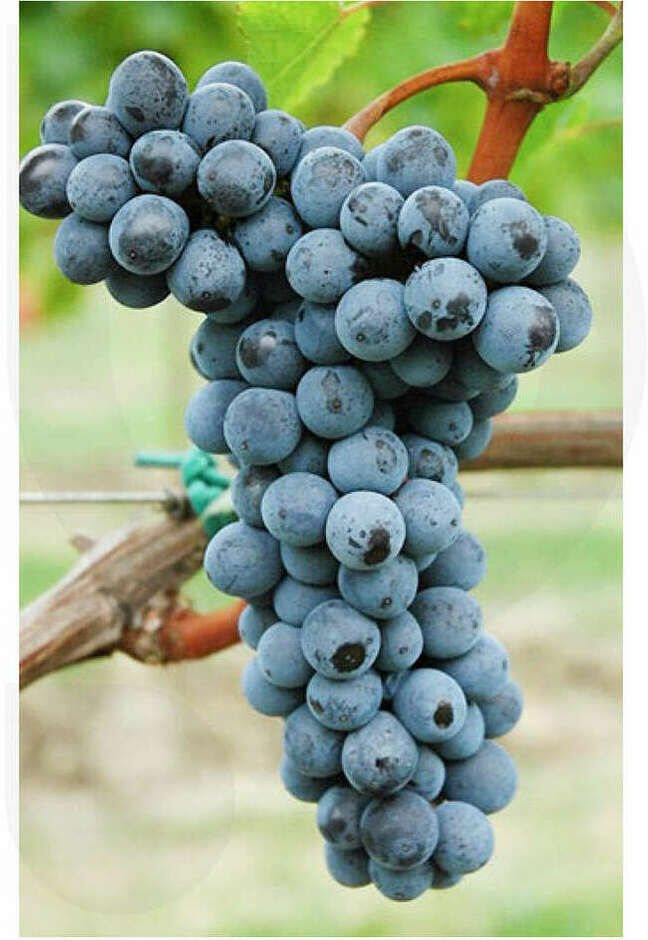 Polsinelli Barbatella Merlot Kanthus Resistente (100 pezzi)