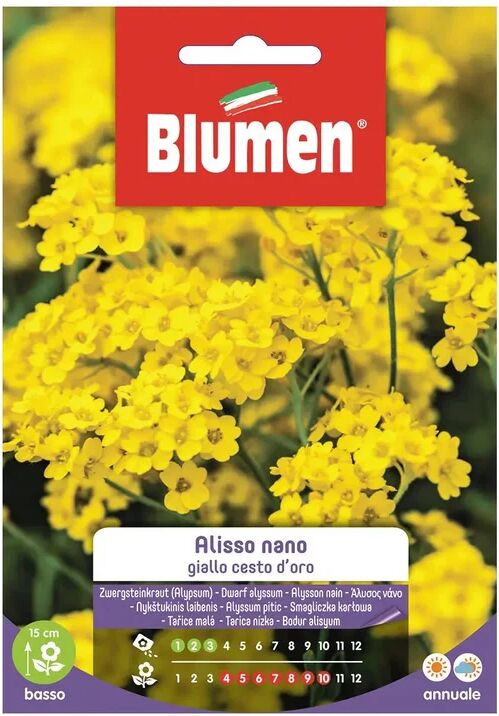 BLUMEN Seme fiore Alisso giallo cesta d'oro