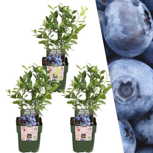 Plants by Frank 3 bosbessenplanten bosbessenplanten 100% Biologische fruitplanten bosbessen