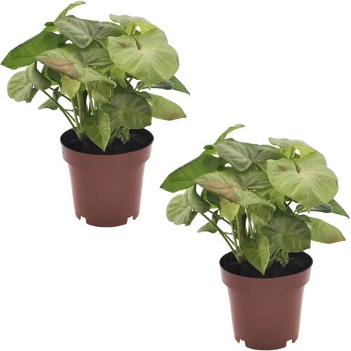 Plant in a Box Syngonium Milk Confetti - Set van 2 - Pot 12cm - Hoogte 20-30cm Syngonium Milk Confetti P12 x2