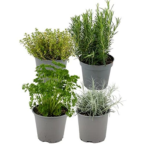 ZynesFlora Italiaanse Kruidenmix 4 Stuks Ø 12 cm Hoogte: 12-15 cm Tuinkruiden Rozemarijn Thym Lavendel Bonenkruid Salie Oregano Kruidentuin