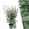 Plants by Frank 25 grote Olijfwilg planten voor 10 strekkende meter haag ↨ 100-125 cm in 12 liter pot