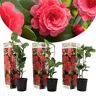 Plant in a Box Camellia Japonica - Set van 3 - Rood - Japanse Rozen - Pot 9cm - Hoogte 25-40cm Camellia x3 - Red