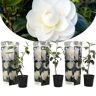 Plant in a Box Camellia Japonica - Set van 3 - Wit - Japanse Rozen - Pot 9cm - Hoogte 25-40cm Camellia x3 - White