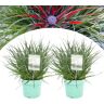 Plant in a Box Fascicularia - Set van 2 - Blauwgrijze bladeren - Pot 13cm - Hoogte 20-30cm Fascicularia P13 x2