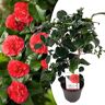 Plant in a Box Camellia japonica'Lady Campbell'- Roos - Pot 15cm - Hoogte 50-60cm Camellia Lady Campbell P15