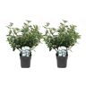 Plant in a Box Viburnum Tinus - Set van 2 - Sneeuwbal - Pot 17cm - Hoogte 25-40cm Viburnum Tinus P17 x2