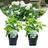 Plant in a Box Hydrangea arborescens Annabelle - Set van 2 - Pot 17cm - Hoogte 30-40cm Hydr. Annabelle P17 x2
